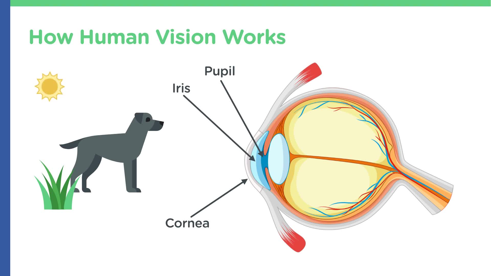 Human Vision vs. Computer Vision (How To) | Introduction to Computer Vision | Treehouse